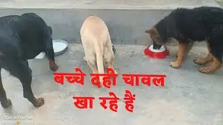Bacche Maje se Dahi Chawal Kha Rahe hai | Dog Videos | Dog Food Video | Paws and Feet | #dog