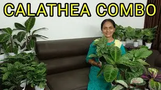 &Ccedil;ALATHEA/INDOOR PLANTS/COMBO OFFER/CALATHIYA PLANTS/ONLINE PLANTS/WHOLE SALE PRICE