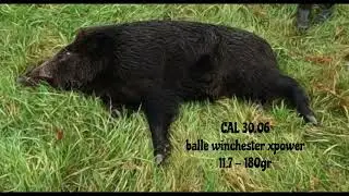 tir d'un gros sanglier 113kg - Bretagne - Finist&egrave;re #chasse#sanglier film en HD