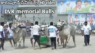 2022 కారంపూడి సీనియర్స్ 6🏆విజేత DVR memorial Bulls ( ధన - ధీర ) కానూరు గ్రామం గిత్తలు దూరం 30007.07