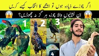 Aseel Chicks ki Pehchan Kaise Karen | Aseel Chicks Pehchan | Aseel chicks ki pehchan ka asan tareeqa