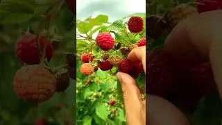 Fruity delights the natural beauty of sweet fruits 🍒🤤