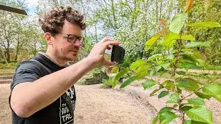 A Guide to Using iNaturalist for the City Nature Challenge
