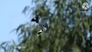Pied Kingfisher hovering to hunt fish