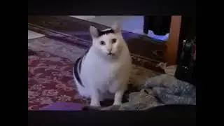 the &ldquo;huh&rdquo; cat.