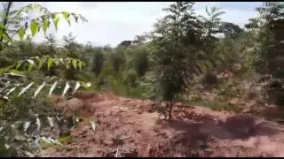 23 - Nim Brasil - Bosque de Neem atrai pássaros e diversos animais.