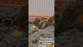 dis is how our Baby squirrel hve food with discipline 😍🐿🫰🧿 #tinyroar #squirrelrescue #animallife 🫶