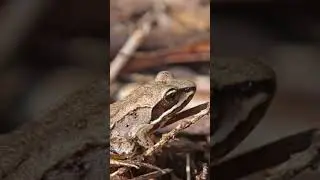 #woodfrog