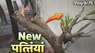 Cutting ke baad Champa plant mein aa gayi NEW PATTIYAAN 😍 | Daily Vlog 9/75 Vlog