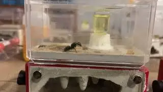 Ant food experiment episode 1