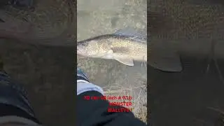 Mega#Walleye 28 inch / 70 cm/ 9.4 Lb #drt#tinyklash#bassfishing#pikefishing#shchuka#bigbait#jdm#bass