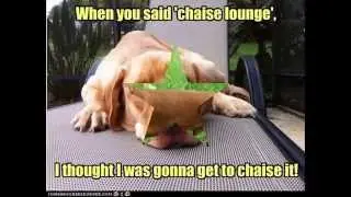 loldogs! not lolcats