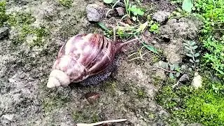 “Happy Snail Adventures #25 Fun Learning for Kids”
