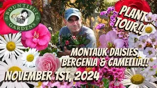 Montauk Daisies, Begenia & Camellia - Unique Blooms at Unique Times of the Year!