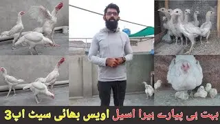 Paper White Heera Aseel Breed / Awais bhai Setup 3 #paperwhite #whiteheera #albinowhite