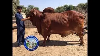 World Heaviest Red Sindhi And Sahiwal Bull In Pakistan Coming Karachi Sohrab Goth Cow Mandi 2018