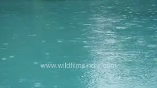 Close-Up Rainfall moments on Wet Surface during the Indian monsoon