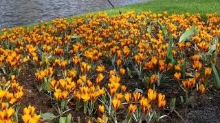 Crocus 'Orange Monarch' (orange) - FarmerGracy.co.uk