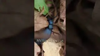 Animals World, Wildlife, Close-Up Look at the Fascinating Meloe violaceus Beetle,kids learning video