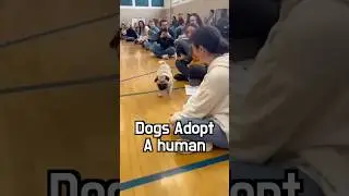 🐶🫶 Shelter dogs don&rsquo;t just get rescued&mdash;they choose who to love! #dog