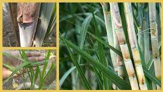 Sugarcane sprouting from bud|Best method for germination of sugarcane buds|vegetative propagation
