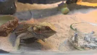 Our Bearded Dragon. Ignis. Apex Predator 👀
