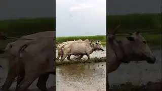 #shorts Bullock Level muddy paddy land #bullockcart