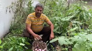 How To Grow Purple Yam? // Sowing Purple Yam in GrowBag