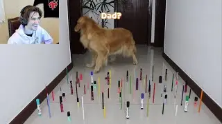 xQc reacts to Obstacle Challenge CAT vs DOG