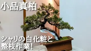 小品真柏シャリの白化粧と整枝作業！