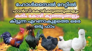 എറണാകുളത്ത് ചീപ് റേറ്റിൽ ഫാൻസി കോഴിക്കുഞ്ഞുങ്ങളെ വാങ്ങാൻ ഒരടിപൊളി ഫാം #eranamkulam #kozhifarm