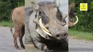 Interesting facts about warthog animal ||🐗🐗