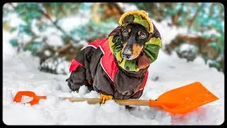 DOG shovelling the SNOW! Cute & funny dachshund dog video!