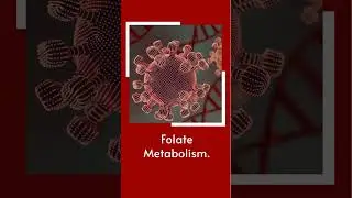 Understanding the Role of MTHFR Enzyme