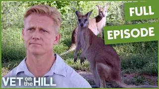 Heartwarming Mission To Save Baby Wallabies | Vet On The Hill
