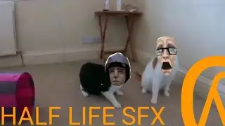 Half life cats (half life SFX)