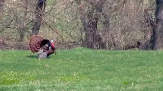 Public Land Turkey Hunting in Kansas