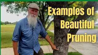 Examples of beautiful pruning￼