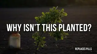 This Tree Replaces Multivitamins &mdash; So Why Is Nobody Planting It?