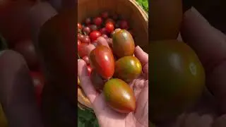 221  This #harvest includes radishes, cucamelons, bush beans, peppers, wat