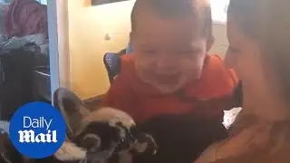 Baby giggles uncontrollably when he hears newborn goats