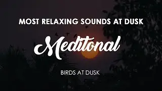 Birds at Dusk | Soothing Bird Sounds for Relaxation and Studying
