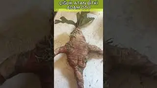 Кричащее растение Человек-трава #mandragora