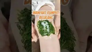 Manfaat Rumput Belulang #rumputbelulang