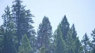 Stock Video - Bald Eagle flying in the sky over pine trees in Idaho