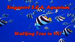 [4K] Singapore Sentosa S.E.A. Aquarium Walking Tour