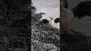 Cormorant drying off!