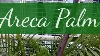 Areca Palm | Yellow palm | Butterfly Palm is a species of flowering plant