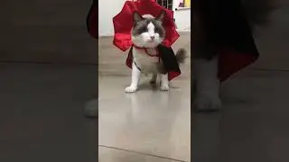 VAMPIRE KING PET COSTUME for Halloween! Cute Dog Halloween Outfit!