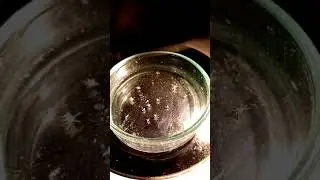 15-Sea spiders from Antalya